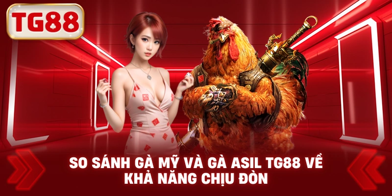 So Sánh Gà Mỹ Và Gà Asil TG88 Về Khả Năng Chịu Đòn